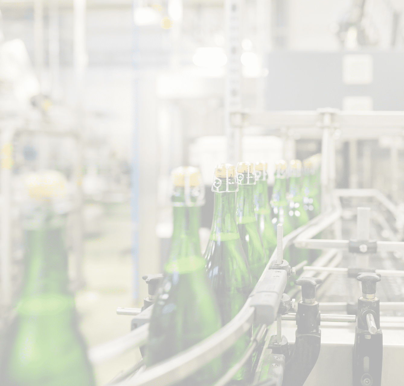 bottles with champagne wine are moving along the conveyor at the factory of grape and sparkling wine