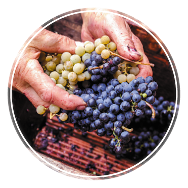 Person putting grapes in old manual press for grapes crushed