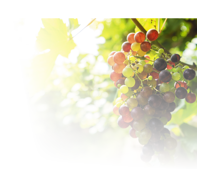 Vineyard with white wine grapes in countryside, Sunny bunches of grape hang on the vine