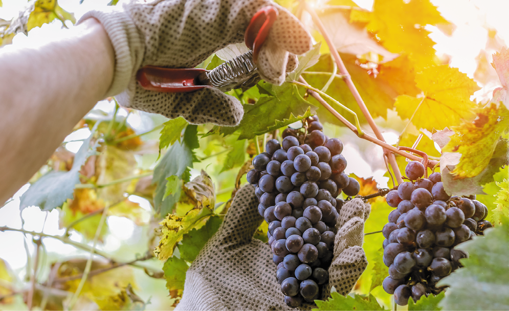wine grower picking grapes or doing the harvesting in vineyard close up as sun shines through vine leafs - harvest time in wine industry