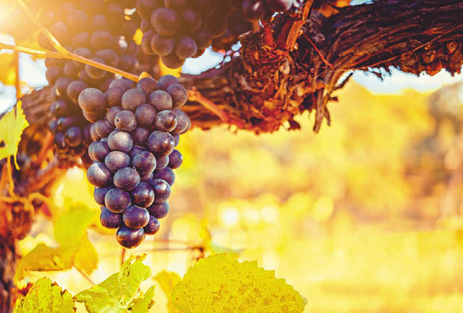 Ripe bunch of grape ready to be harvested during autumn season in Adelaide Hills,  South Australia