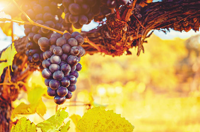Ripe bunch of grape ready to be harvested during autumn season in Adelaide Hills,  South Australia