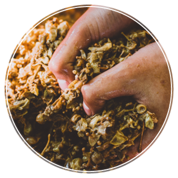 grapes wine making at home agriculture farm vineyard