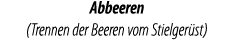 Abbeeren  (Trennen der Beeren vom Stielger st) 