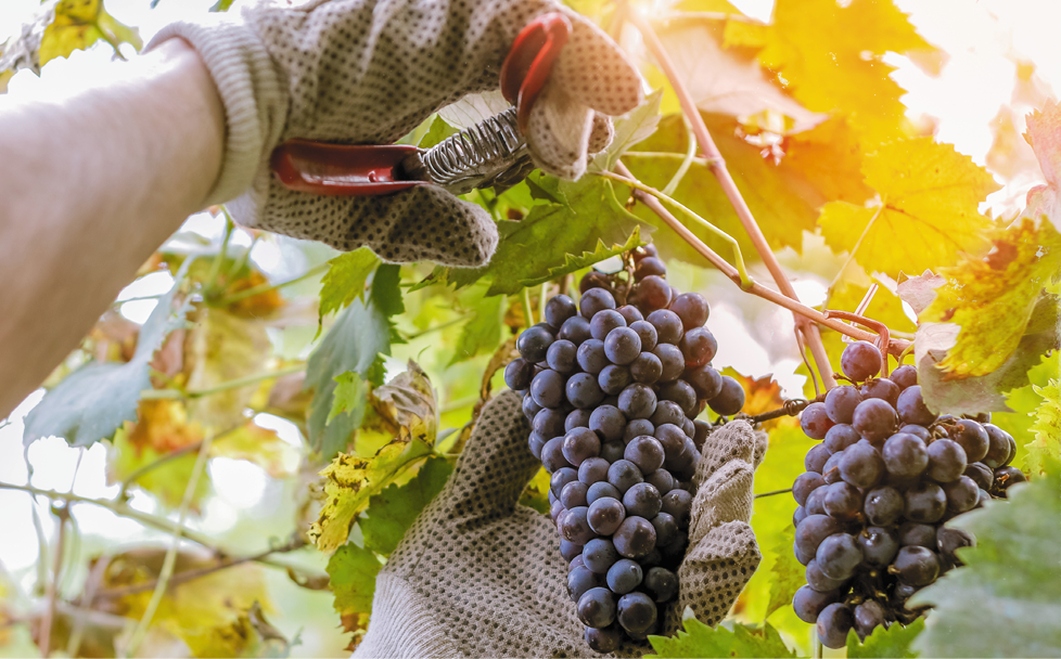 wine grower picking grapes or doing the harvesting in vineyard close up as sun shines through vine leafs - harvest time in wine industry