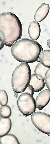 Saccharomyces cerevisiae yeast, 3D illustration  Microscopic fungi, baker's or brewer's yeast, are used as probiotics to restore normal flora of intestine