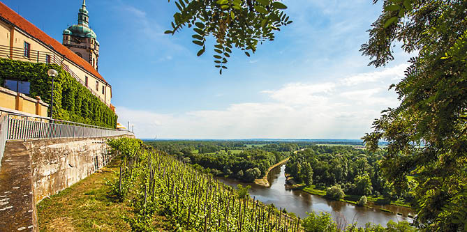 Vineyard in front of the castle M ln k Bohemia Czech Republic