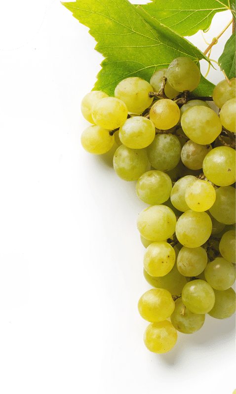  wine list background; sweet white grapes and leaf 