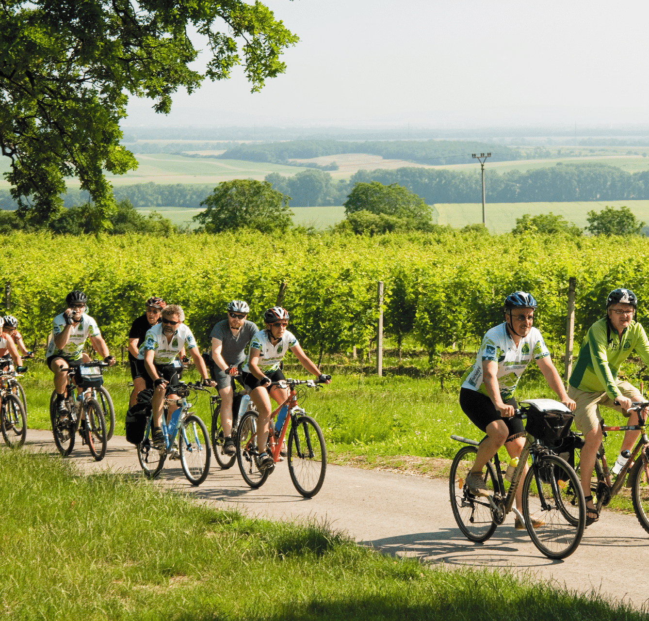 Cyclists riding from town of Valtice up hill to Colonade na Rajstne, Brnensko Region, Czech Republic