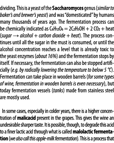 dividing  This is a yeast of the Saccharomyces genus (similar to baker s and brewer s yeast) and was  domesticated  b   
