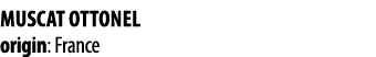 MUSCAT OTTONEL origin: France 