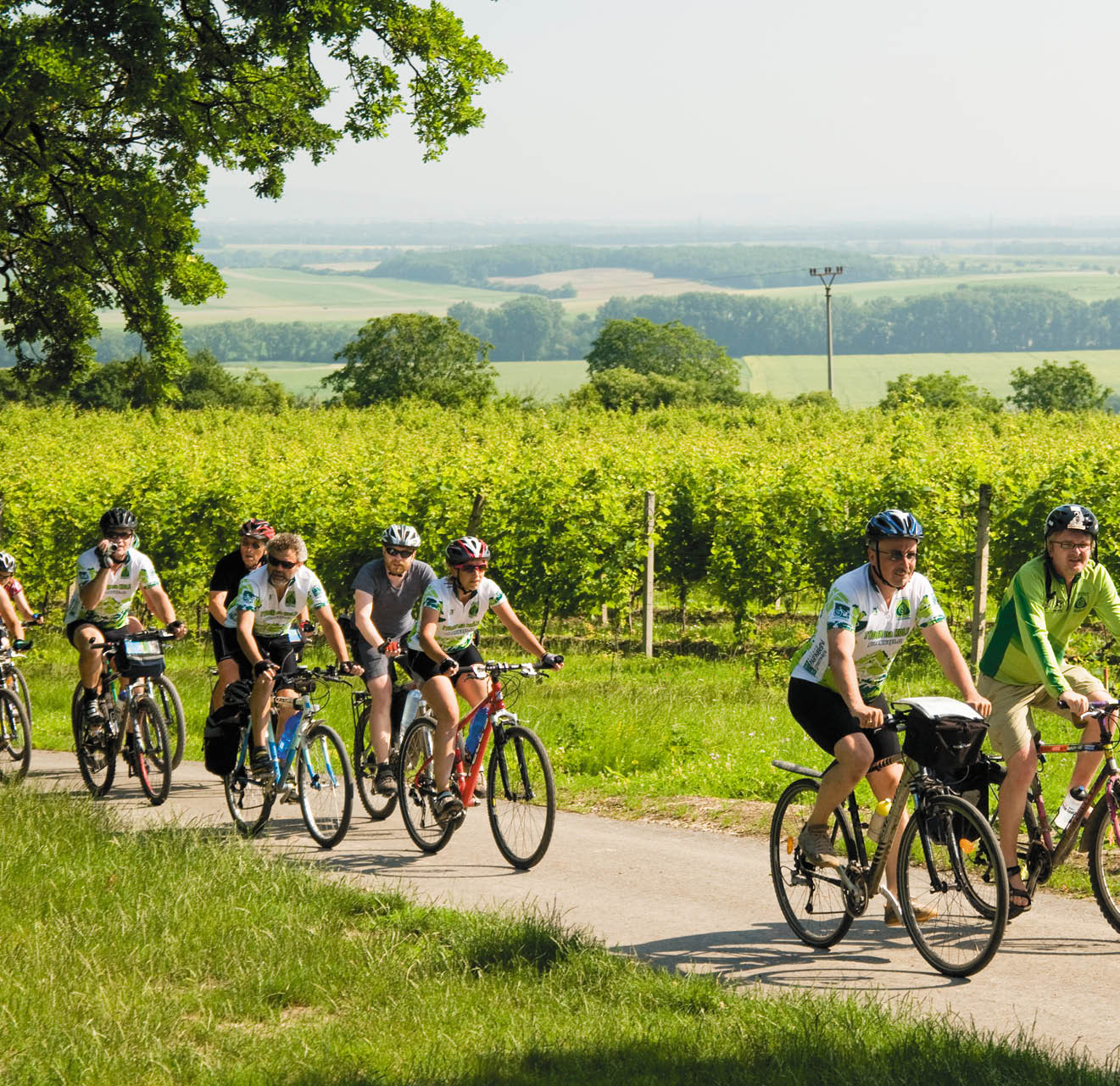 Cyclists riding from town of Valtice up hill to Colonade na Rajstne, Brnensko Region, Czech Republic