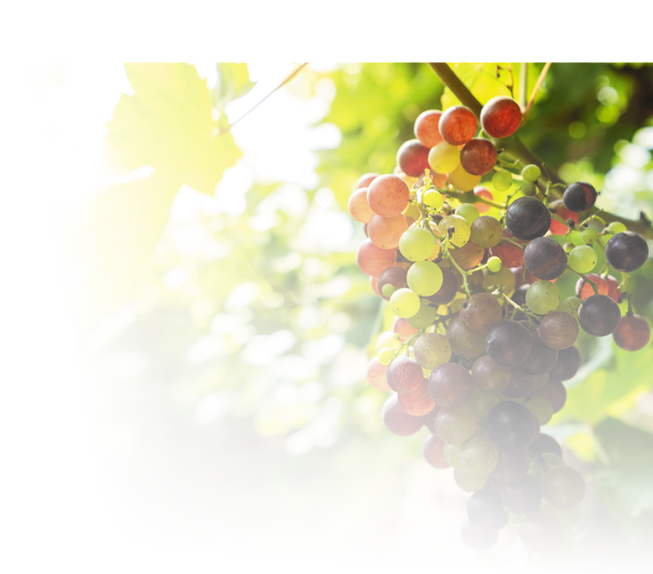 Vineyard with white wine grapes in countryside, Sunny bunches of grape hang on the vine