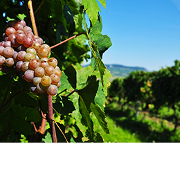 Zámečník Winery