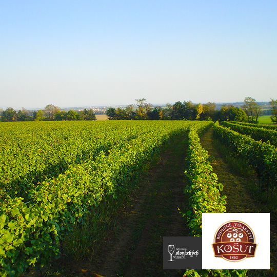 Košut family winery