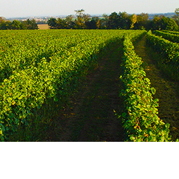 Familienweingut Košut