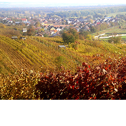 Búda Mutěnice winemakers’ association